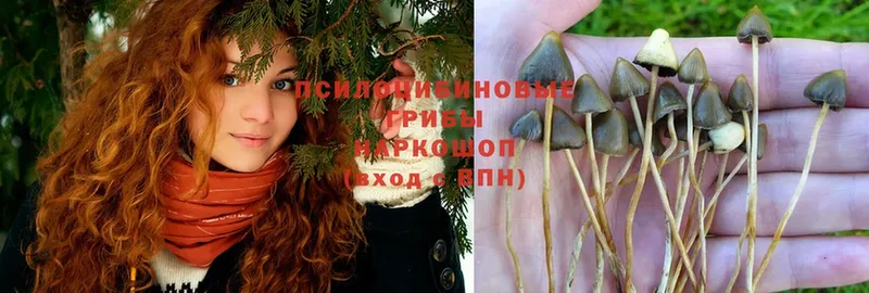 что такое   shop официальный сайт  Галлюциногенные грибы Psilocybe  Крым 